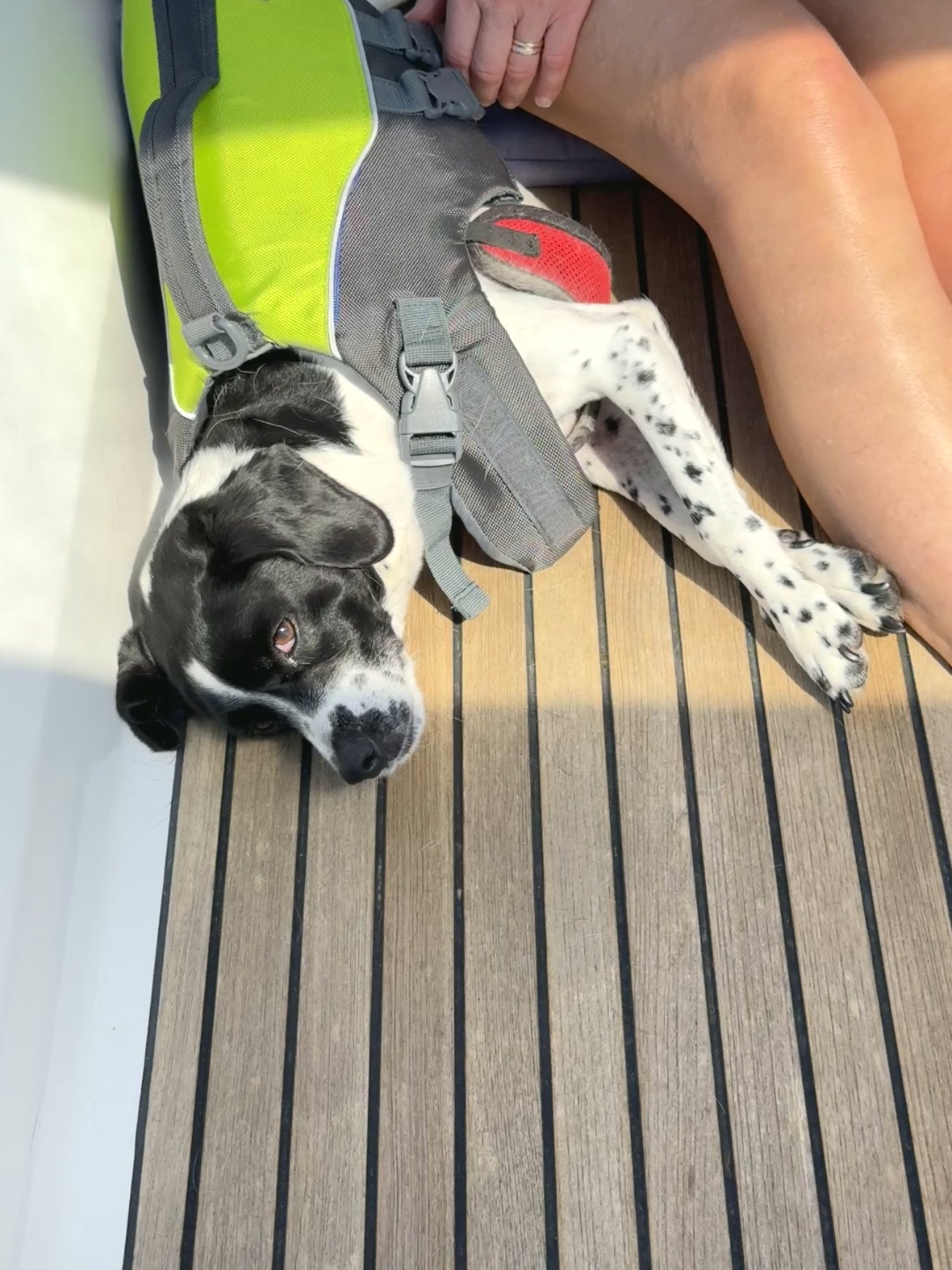 Ship's dog in life jacket